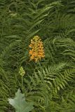 Yellow Fringed Orchid, Platanthera ciliaris