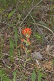 Indian Paintbrush, Castiilleja coccinea