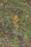 Indian Paintbrush, Castiilleja coccinea