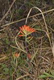 Indian Paintbrush, Castiilleja coccinea