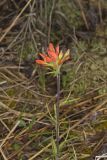 Indian Paintbrush, Castiilleja coccinea