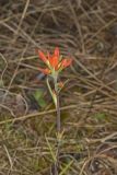 Indian Paintbrush, Castiilleja coccinea