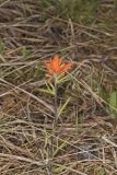 Indian Paintbrush, Castiilleja coccinea