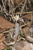 Bloodroot, Sanguinaria canadensis