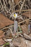 Bloodroot, Sanguinaria canadensis