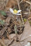 Bloodroot, Sanguinaria canadensis