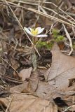 Bloodroot, Sanguinaria canadensis