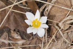 Bloodroot, Sanguinaria canadensis