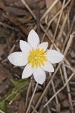 Bloodroot, Sanguinaria canadensis