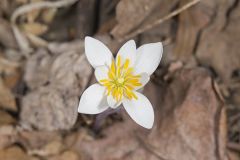 Bloodroot, Sanguinaria canadensis