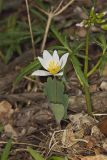 Bloodroot, Sanguinaria canadensis
