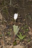 Bloodroot, Sanguinaria canadensis