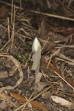Bloodroot, Sanguinaria canadensis