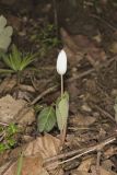 Bloodroot, Sanguinaria canadensis