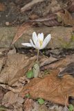 Bloodroot, Sanguinaria canadensis