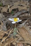 Bloodroot, Sanguinaria canadensis