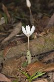 Bloodroot, Sanguinaria canadensis