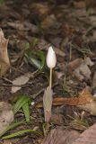 Bloodroot, Sanguinaria canadensis