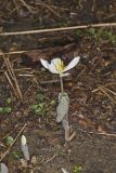 Bloodroot, Sanguinaria canadensis