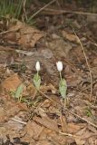 Bloodroot, Sanguinaria canadensis