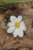 Bloodroot, Sanguinaria canadensis
