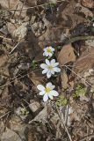 Bloodroot, Sanguinaria canadensis