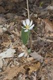 Bloodroot, Sanguinaria canadensis