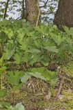 Bloodroot, Sanguinaria canadensis