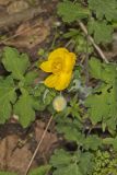 Celandine Poppy, Stylophorum diphyllum