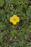 Celandine Poppy, Stylophorum diphyllum