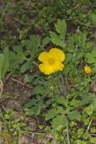 Celandine Poppy, Stylophorum diphyllum