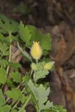 Celandine Poppy, Stylophorum diphyllum