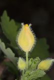 Celandine Poppy, Stylophorum diphyllum