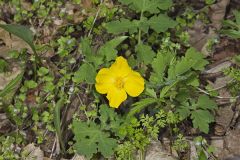 Celandine Poppy, Stylophorum diphyllum
