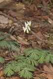 Dutchman's Breeches, Dicentra cucullaria