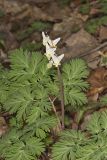 Dutchman's Breeches, Dicentra cucullaria