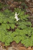 Dutchman's Breeches, Dicentra cucullaria