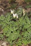 Dutchman's Breeches, Dicentra cucullaria