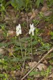 Dutchman's Breeches, Dicentra cucullaria