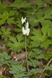 Dutchman's Breeches, Dicentra cucullaria
