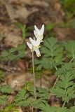 Dutchman's Breeches, Dicentra cucullaria