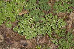 Dutchman's Breeches, Dicentra cucullaria