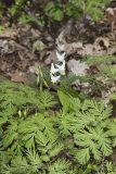 Dutchman's Breeches, Dicentra cucullaria