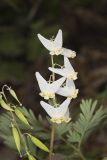Dutchman's Breeches, Dicentra cucullaria