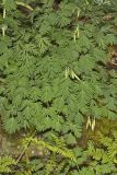 Dutchman's Breeches, Dicentra cucullaria
