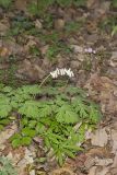 Dutchman's Breeches, Dicentra cucullaria