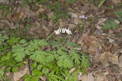 Dutchman's Breeches, Dicentra cucullaria