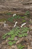Dutchman's Breeches, Dicentra cucullaria