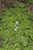 Dutchman's Breeches, Dicentra cucullaria