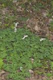 Dutchman's Breeches, Dicentra cucullaria